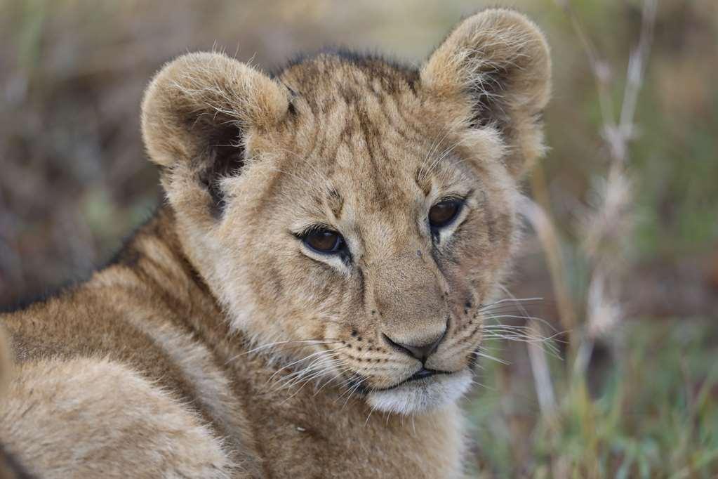 Royal Mara Safari Lodge Aitong Ausstattung foto