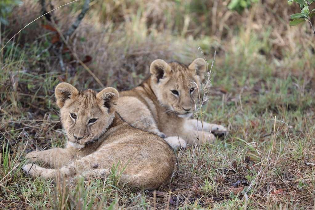 Royal Mara Safari Lodge Aitong Ausstattung foto