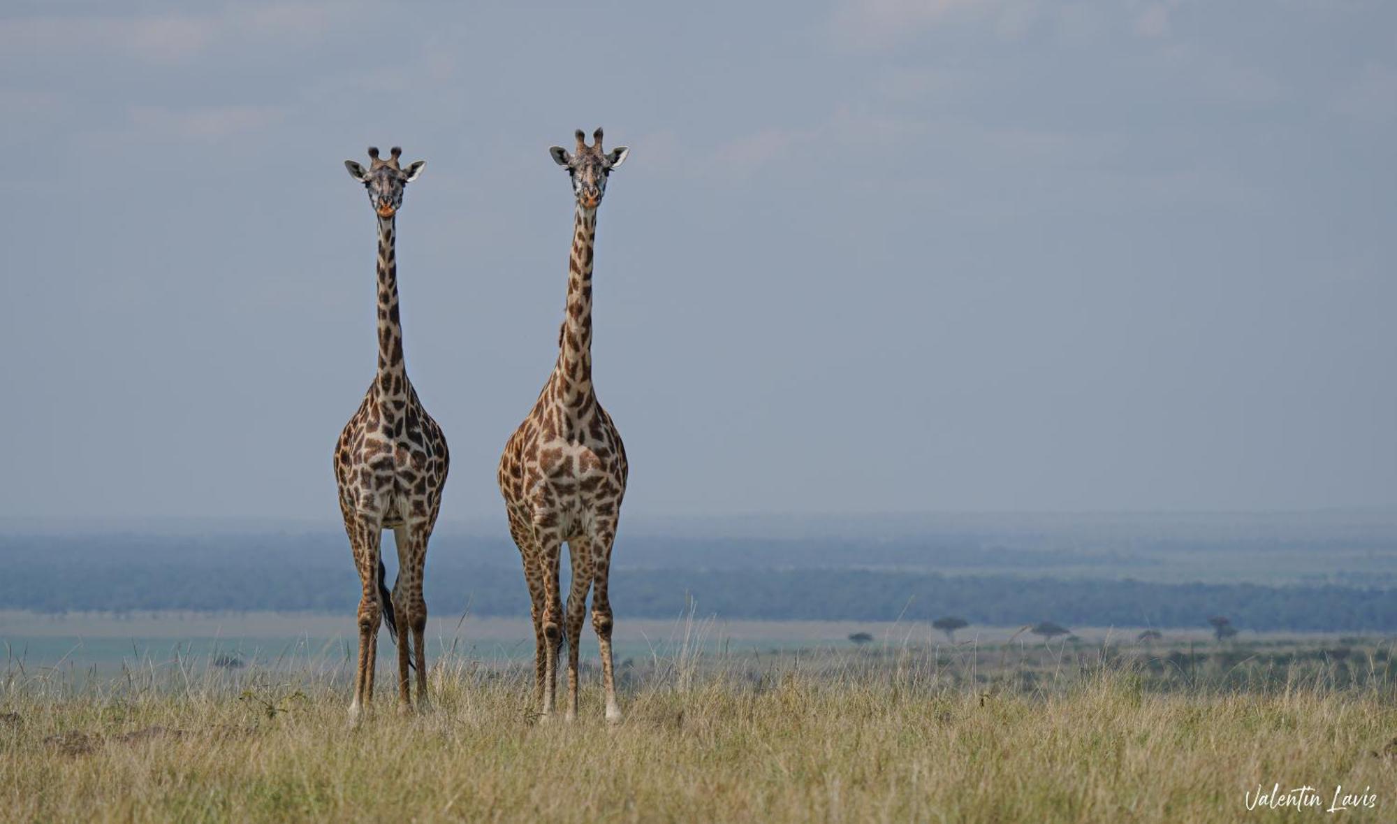Royal Mara Safari Lodge Aitong Exterior foto